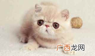 2019年十大名牌排行榜 猫咪名字大全可爱
