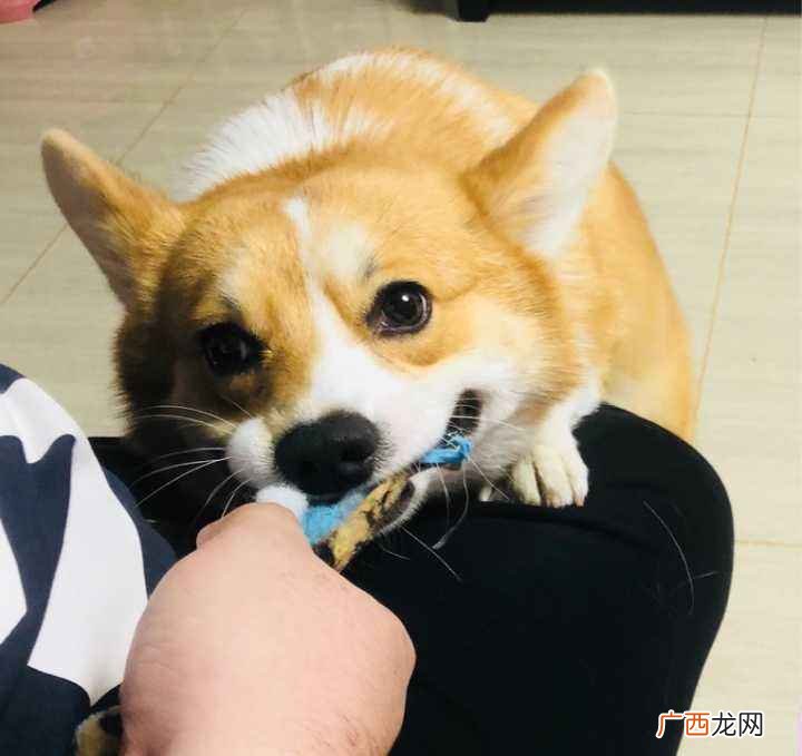 养柯基久了才知道它咬我，其实是有事情要说 为什么柯基喜欢咬主人