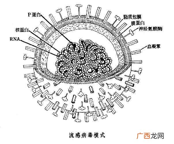 乙型流感早期应用抗病毒治疗 乙型流感几天能痊愈