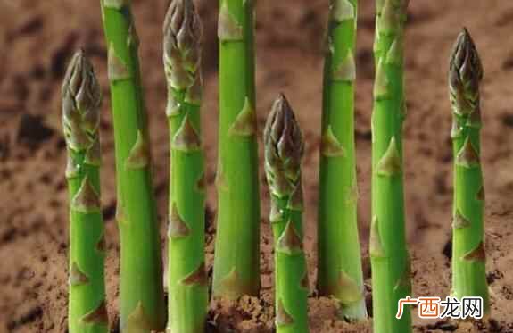 芦笋是什么植物长出来的 芦笋是什么植物
