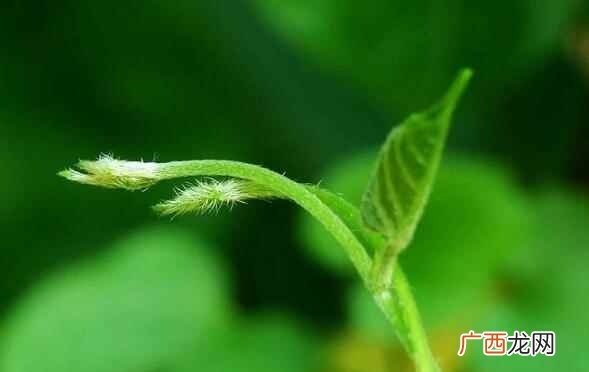 草芽是什么植物 草芽是什么
