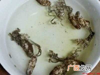 金蝉花怎么吃的具体操作步骤 金蝉花怎么吃