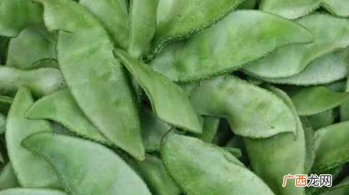 扁豆种类有哪些和特点 什么样的扁豆最好