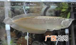 新买银龙鱼不进食怎么办 新买的银龙鱼为啥不进食