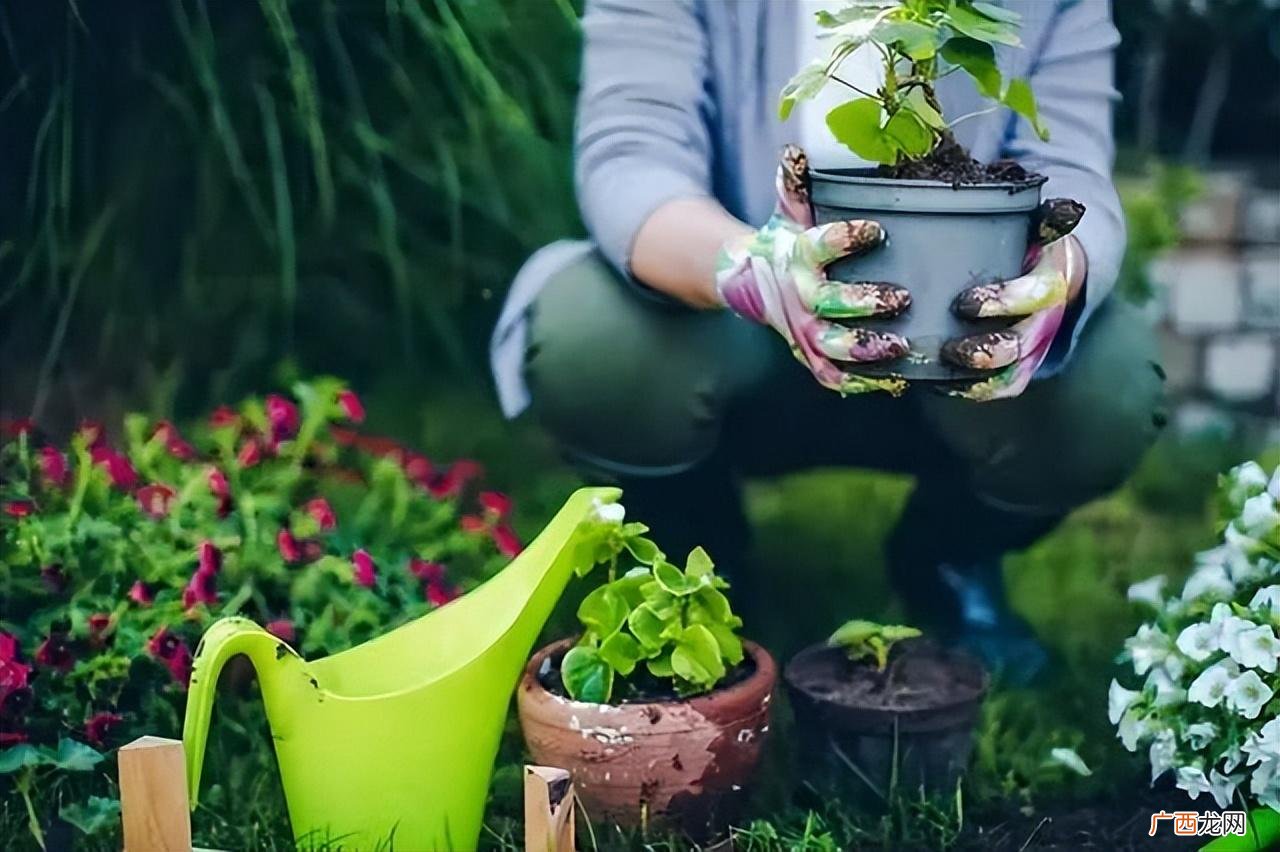 用蒜水浇花有杀死虫子的效果吗 大蒜水能浇花除虫吗