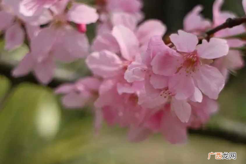 樱花花语是什么象征着什么 樱花花语是什么