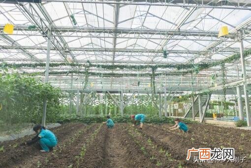 两种肥料怎么施效果比较好 硝酸铵钙和尿素哪个好