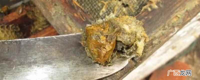 原始块状蜂胶不能直接食用,可泡制成蜂胶酒后食用 原始块状蜂胶食用方法