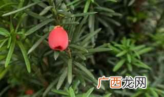夏季红豆杉养护注意事项 南方红豆杉的养殖方法和注意事项