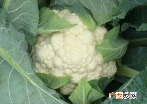 菜花的功效与作用及副作用 菜花的功效与作用