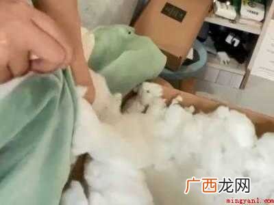 1米5的熊娃娃怎么清洗