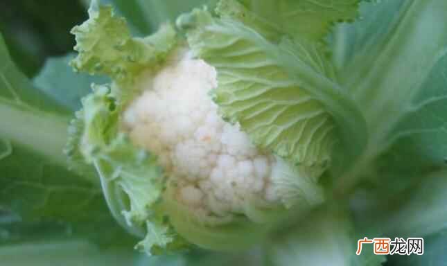 菜花的热量是多少千卡 菜花的热量