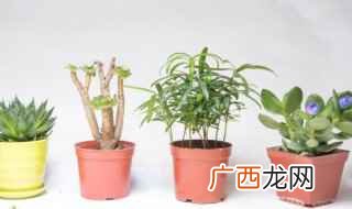 多年生常绿草本观叶植物 长条叶子植物有哪些