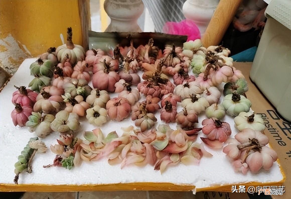 1个月1次水照样能生长 多肉要多久浇一次水长得好