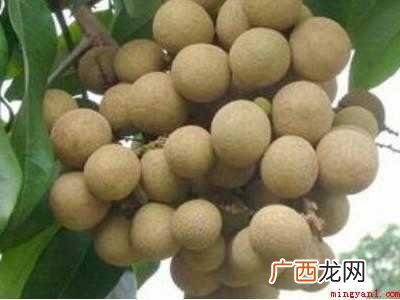 怎样晒带壳的龙眼干共分为5个步骤 怎样晒龙眼干带壳的