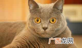猫品种有哪些? 猫品种简单介绍