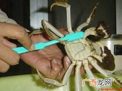 螃蟹要怎么清洗的具体操作步骤 螃蟹要怎么清洗