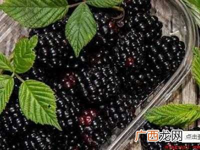 黑莓怎么吃的具体操作步骤 黑莓怎么吃