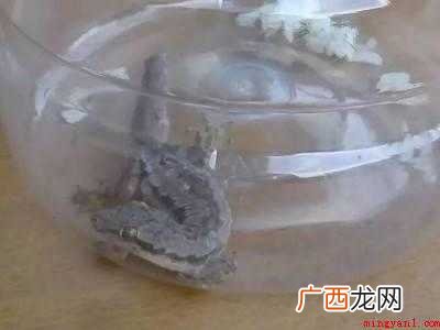 怎样驱赶壁虎妙招的具体操作步骤 怎样驱赶壁虎妙招
