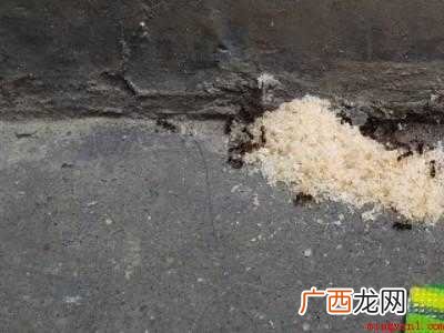 咬人的蚂蚁怎么消灭的具体操作步骤 咬人的蚂蚁怎么消灭