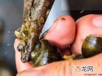 螺蛳怎么剪尾巴妙招的具体操作步骤 螺蛳怎么剪尾巴妙招