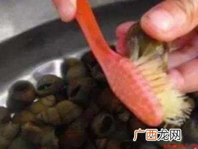 螺蛳怎么剪尾巴妙招的具体操作步骤 螺蛳怎么剪尾巴妙招