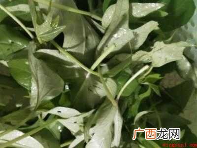 地瓜茎叶怎么做好吃的具体操作步骤 地瓜茎叶怎么做好吃