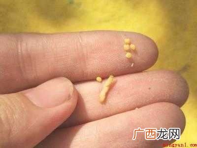 已经生了虫子的小米怎么办