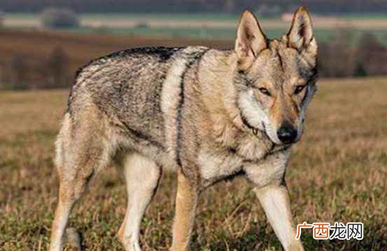 捷克狼犬在中国是城市禁养犬 捷克狼犬在中国禁养吗
