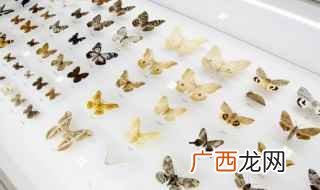 butterflies的复数形式 butterflies是什么意思