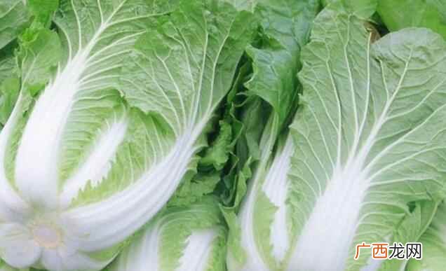 白菜是什么科植物 白菜是什么