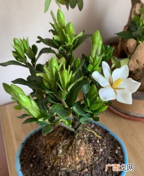 新买栀子花打蔫怎么补救 栀子花买回来几天就蔫了怎么办