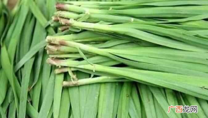 什么季节可以产出韭菜 韭菜是什么季节的产物