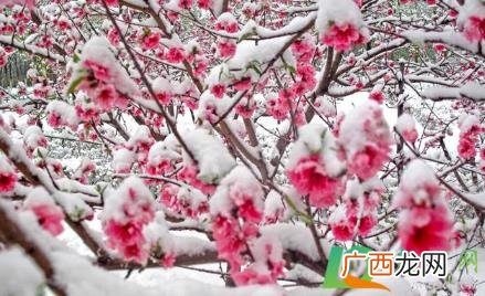 桃花雪是什么时候