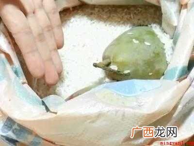鹰嘴芒果怎么催熟的具体操作步骤 鹰嘴芒果怎么催熟