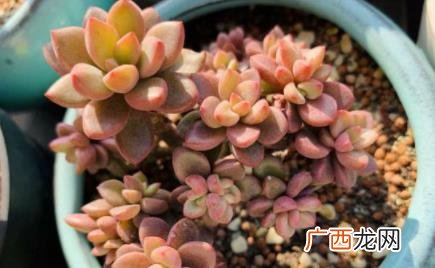 花盆里有小飞虫怎么回事 花盆小飞虫怎么消灭