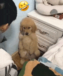 看不懂的话养狗就太失败啦 狗狗向你道歉的表现