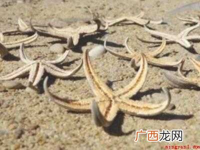 如何把海星制成干海星的具体操作步骤 如何把海星制成干海星