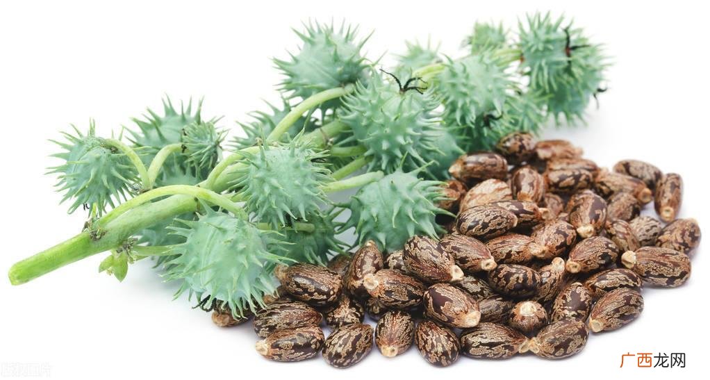 为何过去推广种植它，如今却沦为杂草 蓖麻是什么植物