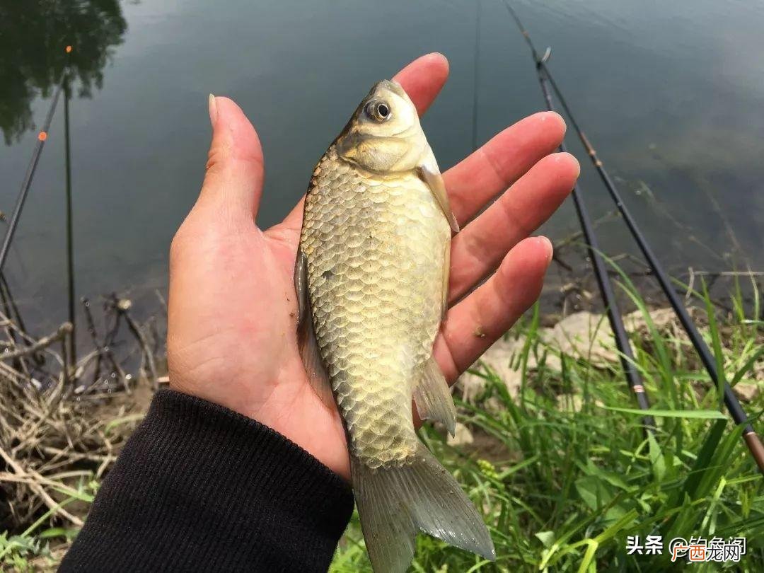 为什么说西南风不适合钓鱼 西南风好钓鱼吗
