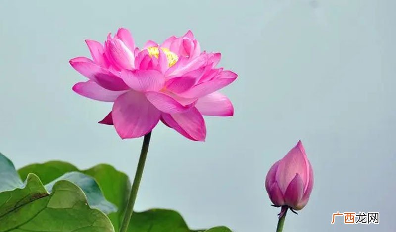 告诉我们什么道理 荷花定律是什么意思