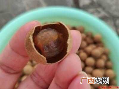 新鲜龙眼可以直接晒干吗