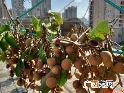 新鲜龙眼可以直接晒干吗