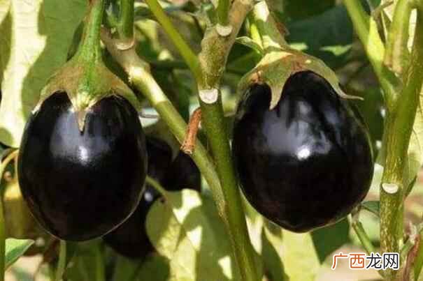 茄子什么季节吃 茄子是什么