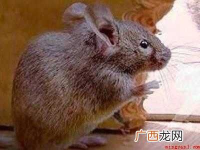 家里有老鼠怎么驱赶的具体操作步骤 家里有老鼠怎么驱赶