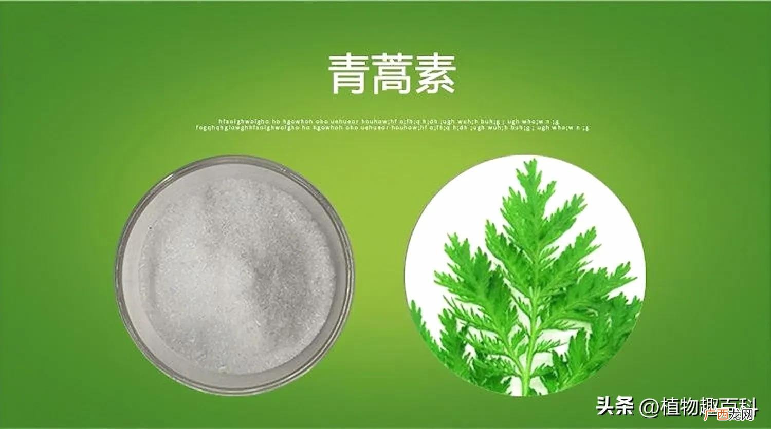 青蒿素来源于这个你很熟悉的野草 青蒿素是什么植物提取的