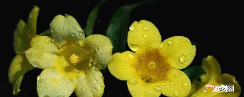 法国香水花释放的香味有毒吗 法国香水花有没有毒