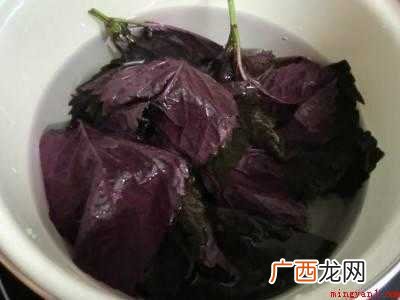 紫苏怎么保存一年的具体操作步骤 紫苏怎么保存一年