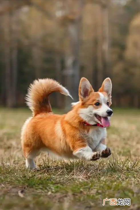 养柯基真的不容易 柯基犬好养吗?优缺点有哪些