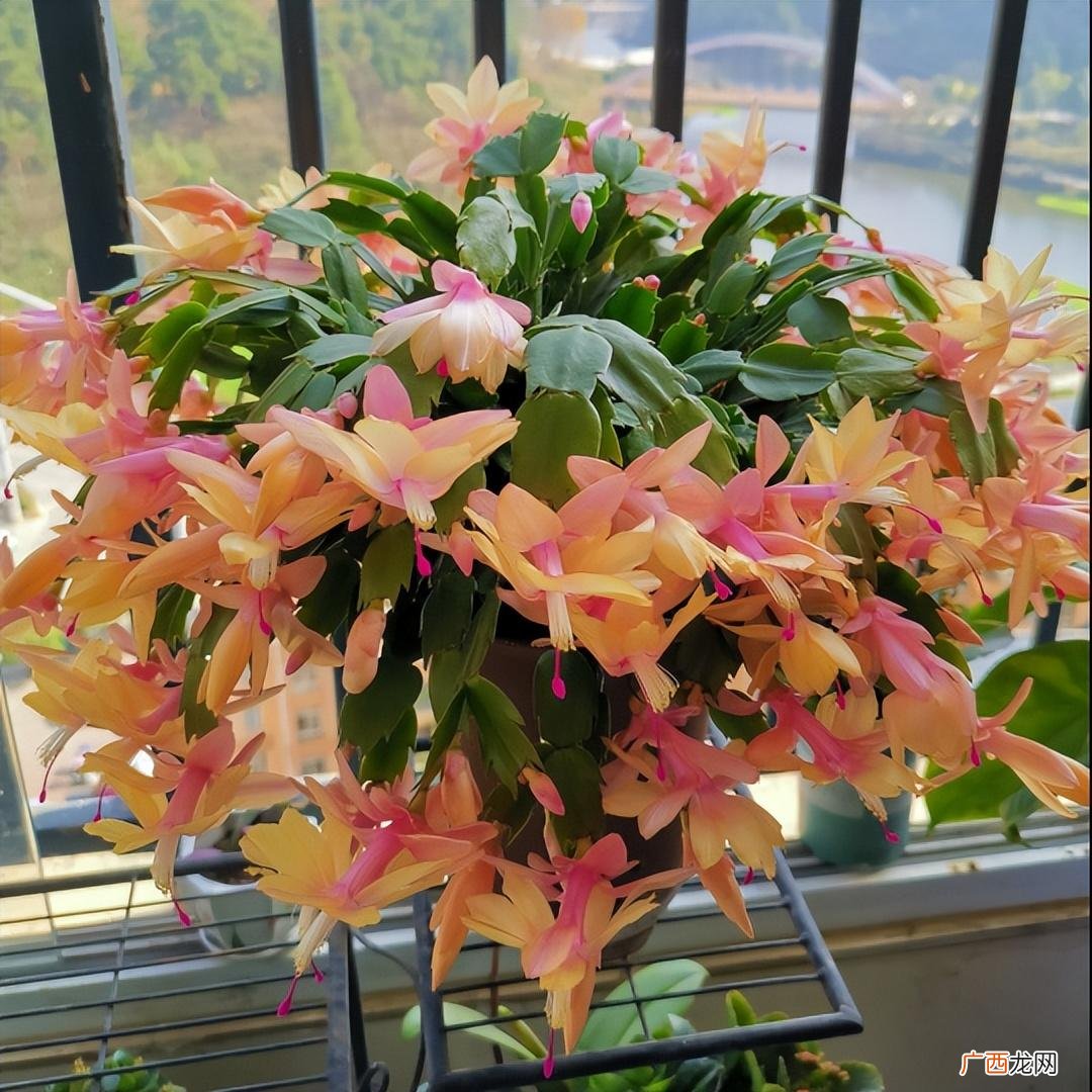 蟹爪兰不开花，用3个催花术，开成花瀑布 蟹爪兰的养殖方法和注意事项